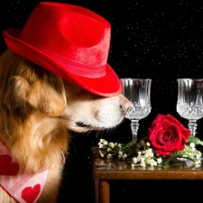 table, Golden Retriever, glasses, Hat, dog, rose, black background