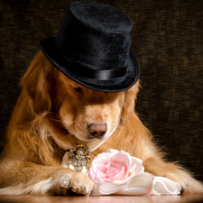 dog, Hat, rose, Golden Retriever