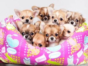 haunt, puppies, Chihuahua