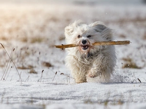 dog, snow, stick, Havanese