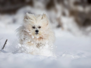 Havanese, snow