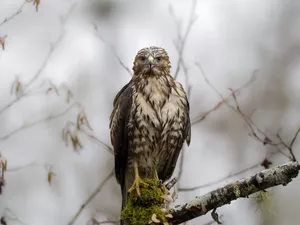 Bird, Red-tailed Hawk