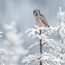 sapling, snow, Northern hawk-owl, Snowy, Bird
