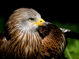 hawk, profile
