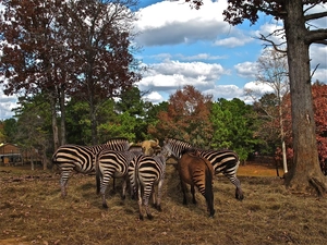 zebra, trees, viewes, Hay