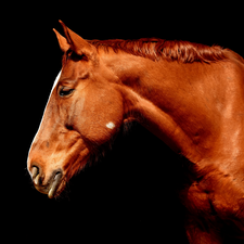 black background, Horse, head