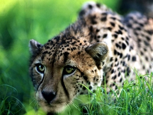 Cheetah, grass, hunting, Head