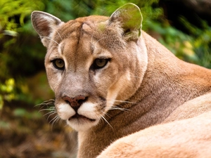 cougar, moustache, Eyes, Head