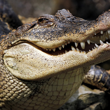 Crocodile, mouth, canines, Head