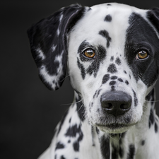 Dalmatian, Head