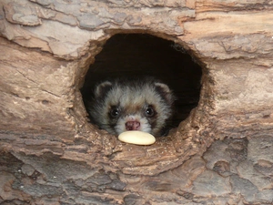 ferret, ##, burrow, Head