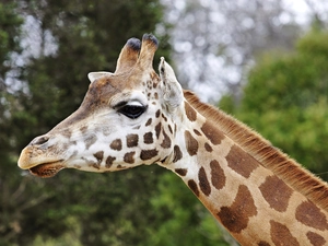 Head, giraffe