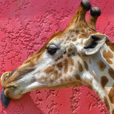 giraffe, Tounge, wall, Head