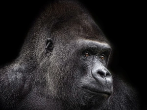 Head, Monkey, gorilla