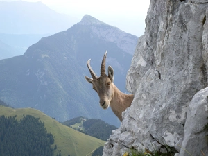 ibex, Rocks, Mountains, Head