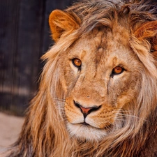 The look, Lion, Head