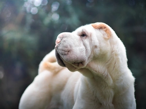 mouth, Shar Pei, Head