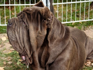 Head, Mastifa neapolitańskiego
