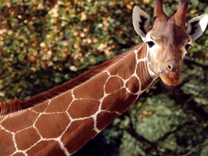 Head, giraffe, neck