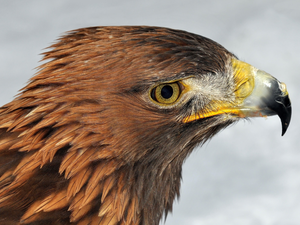 nose, Eagle Front, Head