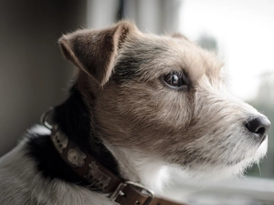 Parson Russell Terrier, Head