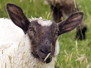 pasture, sheep, Black-head