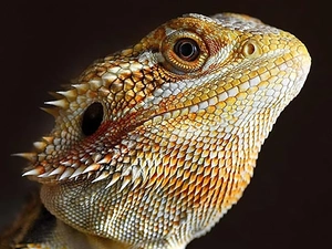 Head, Agama, reptile