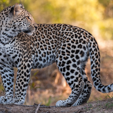 Head, Leopards, Reverse