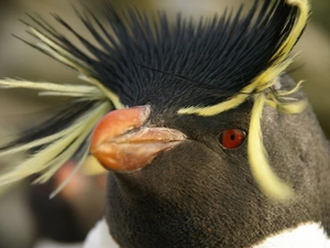 Head, penguin, rocky