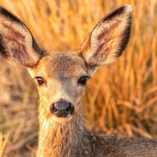 roe, standing, ears, Head