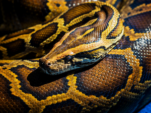 Snake, Head, scales, Reticulated Python