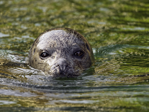 Head, water, seal