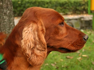 Head, Irish Setter