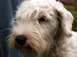 Head, Sealyham Terriera