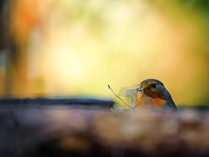 The herb, birdies, head