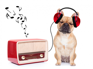 radio, Funny, music, HEADPHONES, French Bulldog