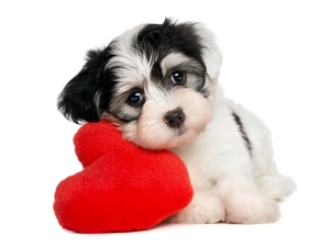 Heart, Puppy, Havanese