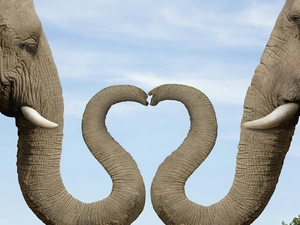Heart, Elephants, trumpet