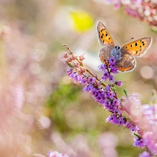 butterfly, Flowers, heather, American Copper