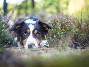 lying, muzzle, heather, Border Collie