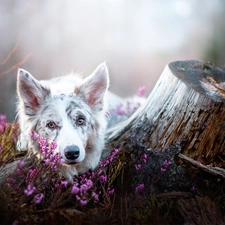 trunk, Border Collie, heather