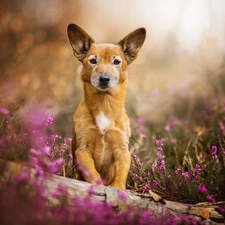 doggy, log, heather, mongrel