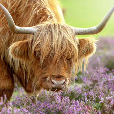 Highland, Cow, horns, heather, bent, Scottish Breed