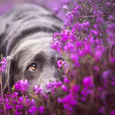 dog, muzzle, heather, Labrador Retriever