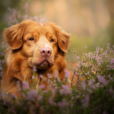 dog, muzzle, heather, Retriever Nova Scotia