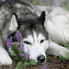 dog, muzzle, heather, Siberian Husky