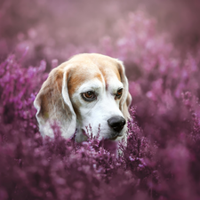 heathers, dog, Beagle