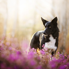 dog, Flowers, heathers, Border Collie