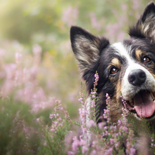 dog, muzzle, heathers, Border Collie