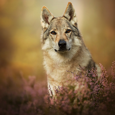dog, muzzle, heathers, Czechoslovakian Wolfdog